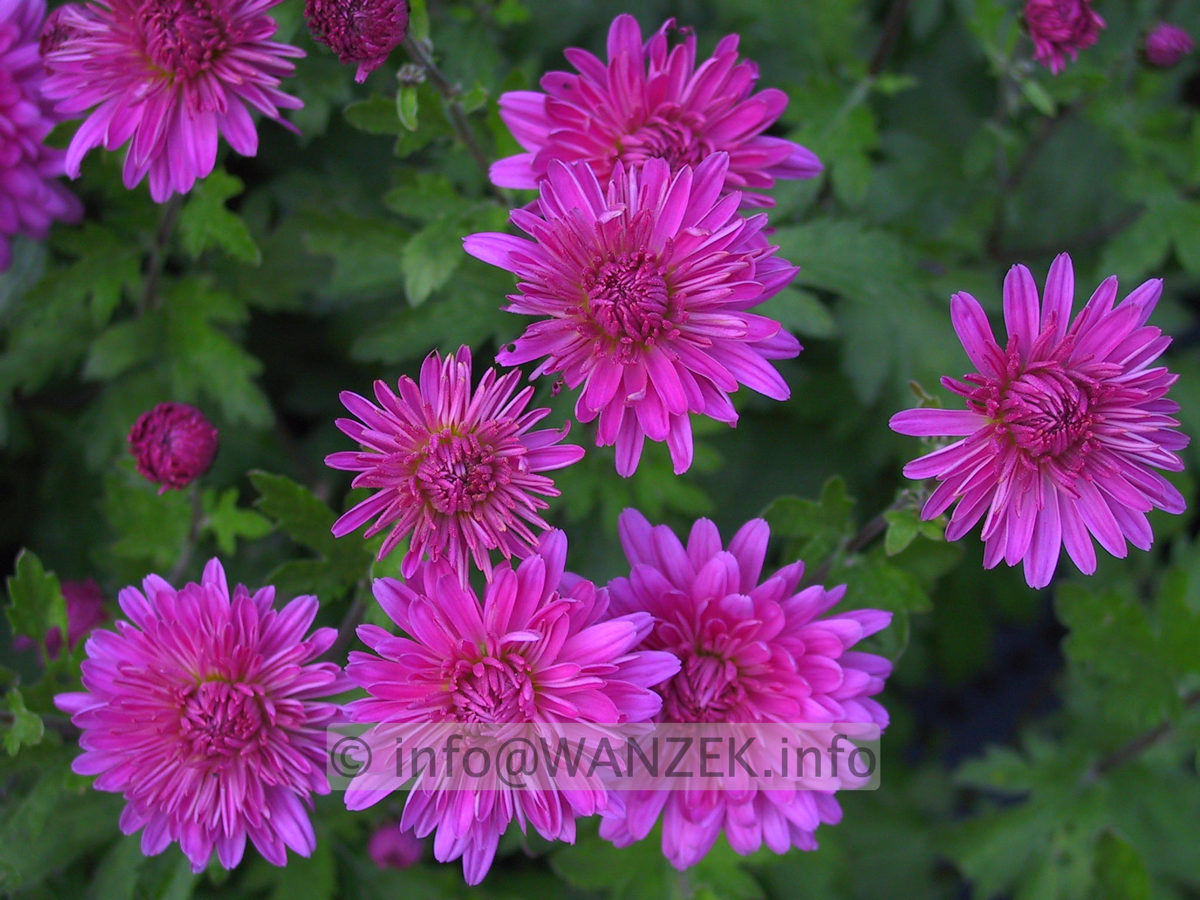 Chrysanthemum - dunkelrosa2.JPG